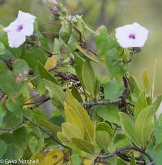 Ipomoea sagittifolia