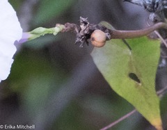 Ipomoea sagittifolia
