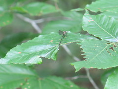 Argia tibialis