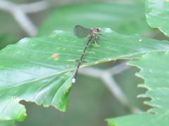 Argia tibialis