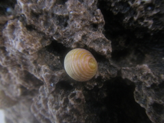 Nerita plicata