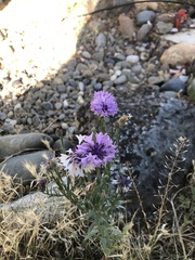 Centaurea cyanus