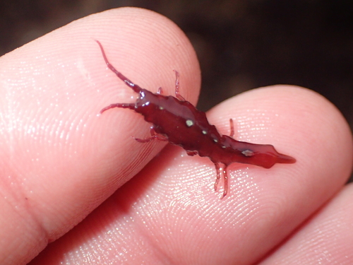 Representative image of Stenosoma