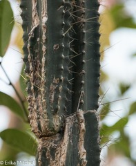 Pilosocereus