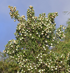 Hakea oleifolia