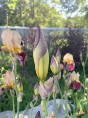 Iris
