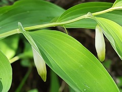 Polygonatum glaberrimum