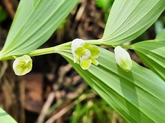 Polygonatum glaberrimum