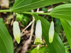 Polygonatum glaberrimum