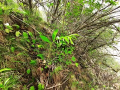 Polygonatum glaberrimum