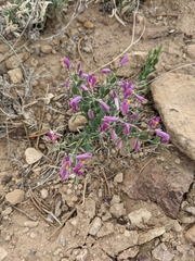 Rhinotropis subspinosa