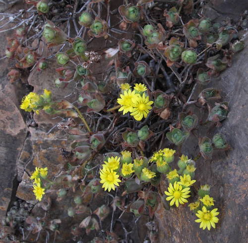 Aeonium saundersii image