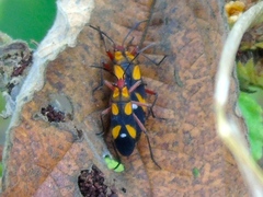 Oncopeltus guttaloides