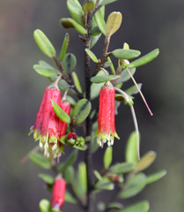 Nematolepis phebalioides
