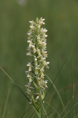 Dactylorhiza incarnata ochroleuca