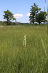 Dactylorhiza incarnata ochroleuca