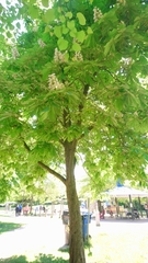 Aesculus