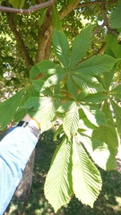 Aesculus