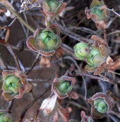 Aeonium saundersii image