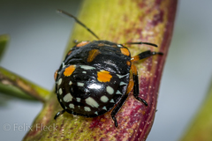 Chinavia marginata