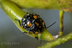 Chinavia marginata
