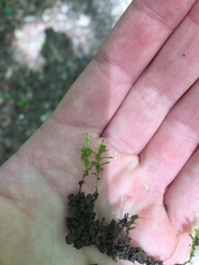 Plagiomnium undulatum