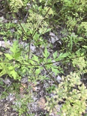 Thaspium chapmanii