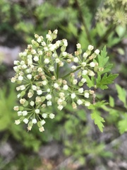 Thaspium chapmanii