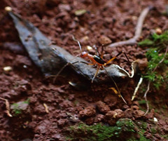 Leptomyrmex cnemidatus