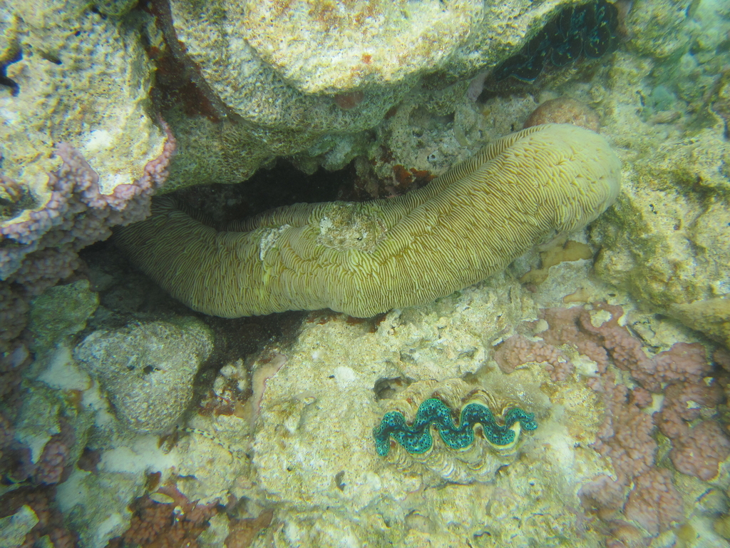striate boomerang coral