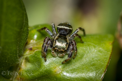 Paraphidippus aurantius