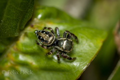 Paraphidippus aurantius