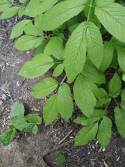 Chaerophyllum aromaticum