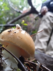 Amanita toxica
