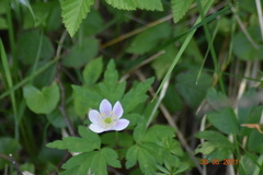 Anemonoides nemorosa