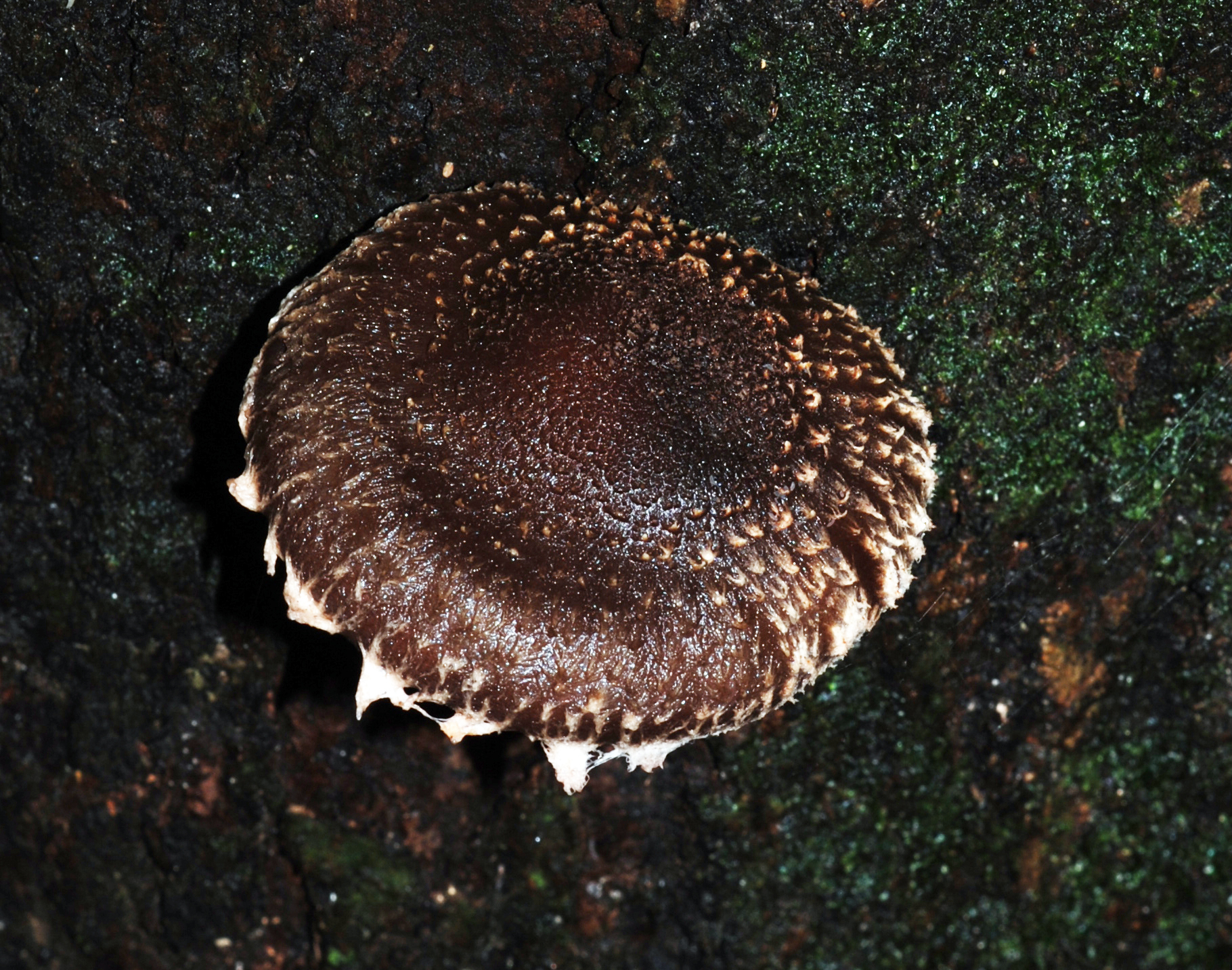 Lentinula novae-zelandiae image