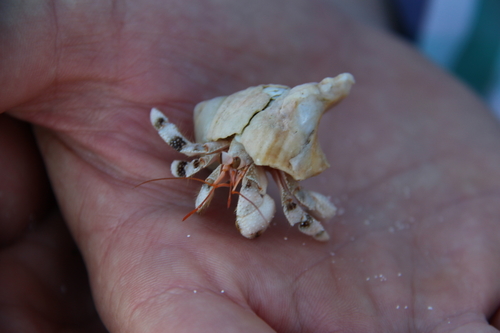 Coenobita carnescens