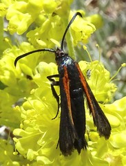 Synanthedon polygoni
