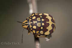 Orsilochides scurrilis