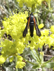 Synanthedon polygoni
