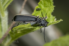 Epicauta cinctipennis