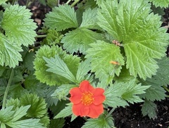 Geum coccineum