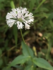 Marshallia trinervia