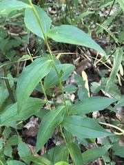 Marshallia trinervia