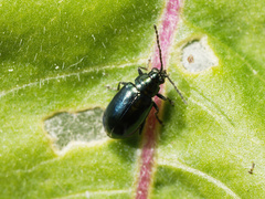 Altica oleracea