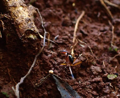 Leptomyrmex cnemidatus
