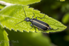 Epicauta cinctipennis