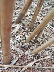 Macrochlamys nitidissima