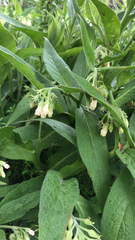 Symphytum tuberosum
