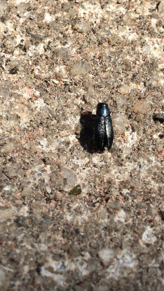 Phaenops obtusa